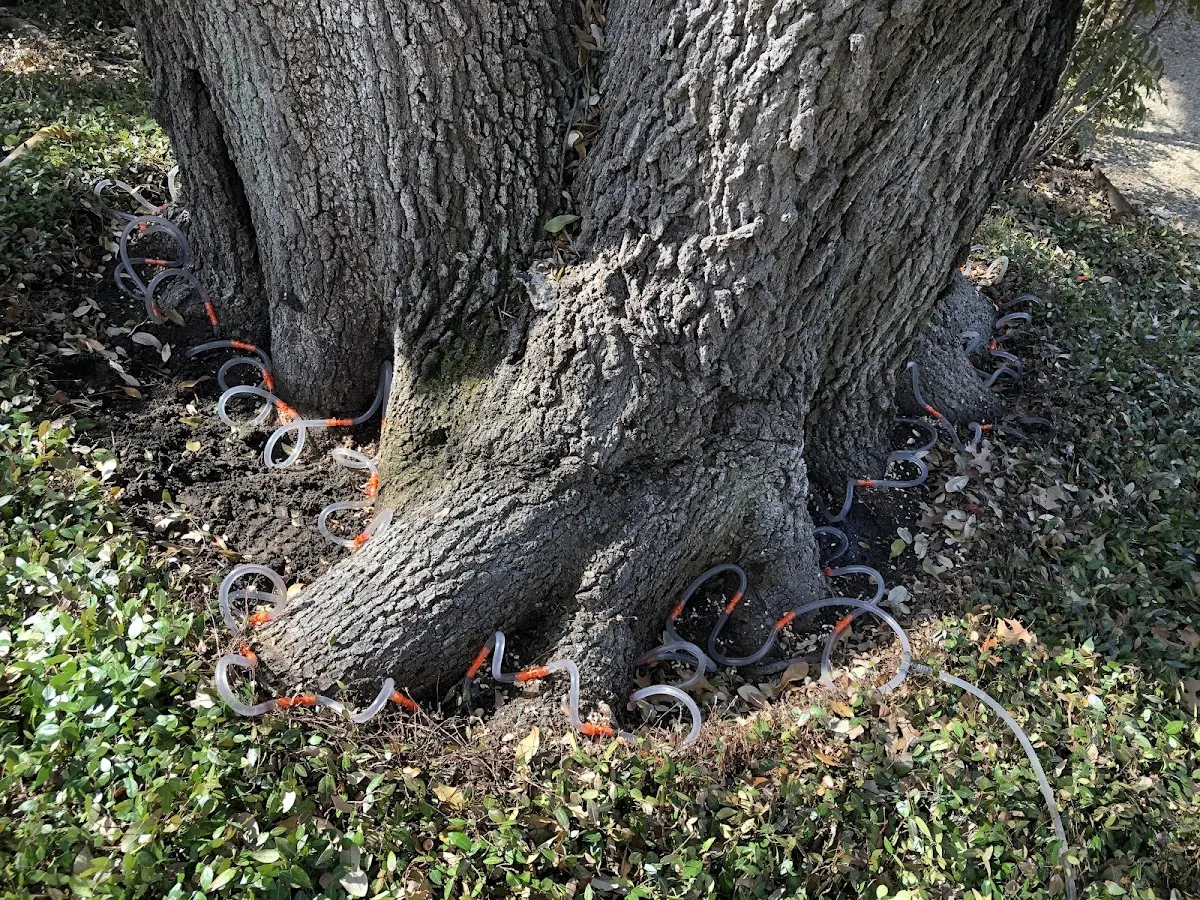 Detailed Tree Cabling and Bracing job site in West Bloomfield