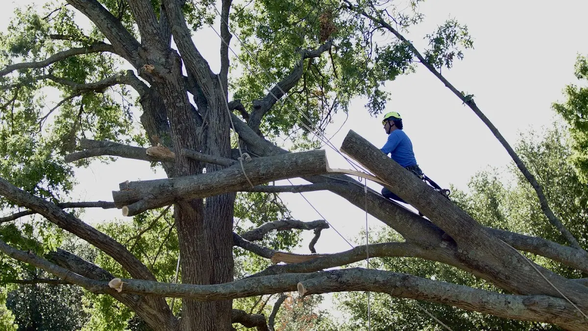 Professional Crown Thinning performed by certified arborists in West Bloomfield