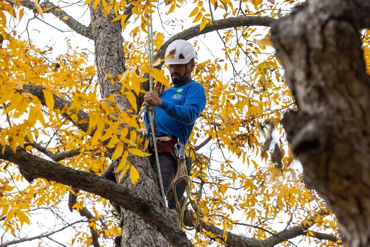 Skilled Tree Planing crew working in West Bloomfield